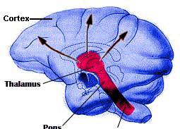 HINDBRAIN The hindbrain is located in the bottom portion of the brain and is an extension of the spinal cord. In evolutionary terms, it is the oldest portion of the brain.