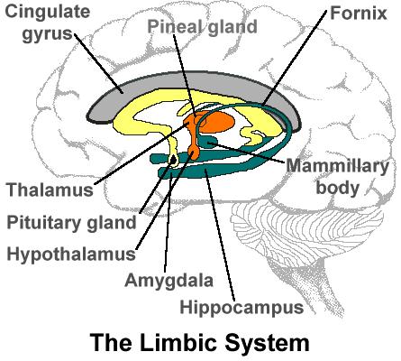 The areas lying beneath the corpus callosum make up the limbic system, the area that relates to the unconscious and yet profoundly affects our experience.