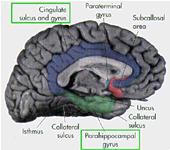 CEREBRAL CORTEX The cerebral cortex is the outer surface of the brain surrounding the cerebral hemispheres.