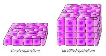 According to the number of the cells layers Simple: one layer of cells/ all the cells rest on the basement membrane Stratified: more than one layer of cells / Just the basal layer of the cells rest