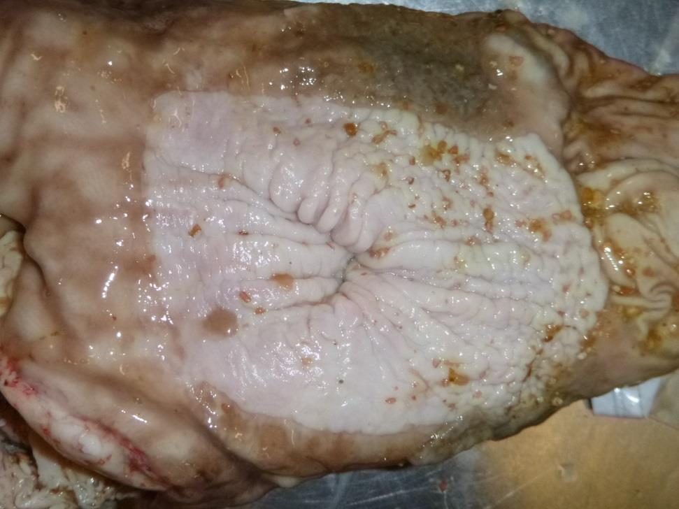Gastric Ulcers Nonglandular cardia of pig stomach