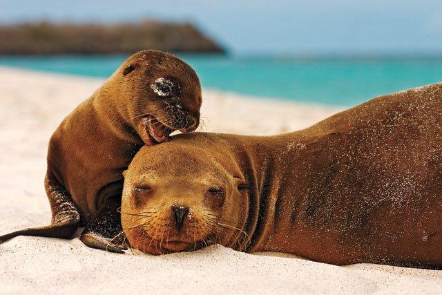 Rule Galapagos sea lion Pup may not wean until >1