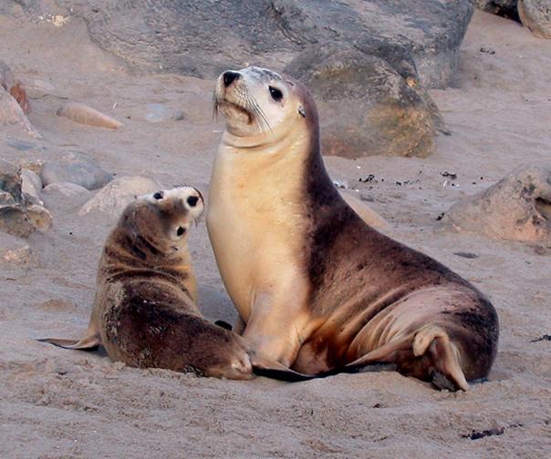 Exception To The Rule Australian Sea Lion Asynchronous breeding Breeds every 17.
