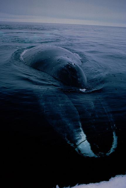 Opposite Schedules Exception To The Rule Bowhead whale Gives birth in high