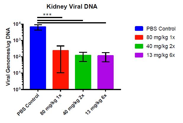 BCV demonstrates antiviral activity in the kidneys of mice infected
