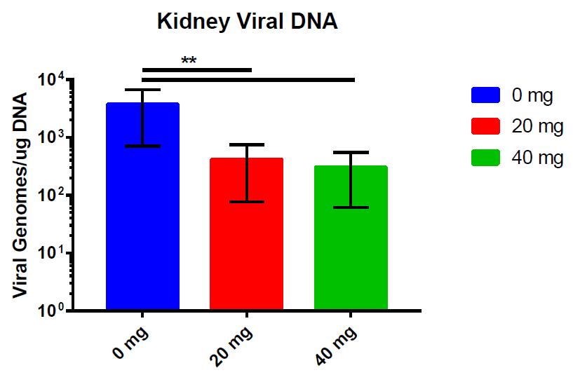 Viral Genome qpcr- Kidney (10 6 initial viral inoculum) 20 mg/kg i.