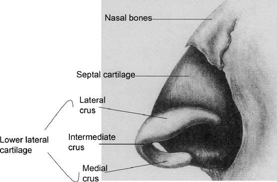 Surgical Anatomy of the Nose Chapter the cartilages.