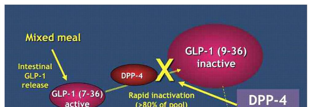 DPP4 inhibitors (dipeptidyl peptidase inhibitor) BRAND NAME ACTIVE INGREDIENT Januvia Sitagliptin Janumet Sitagliptin + Metformin Onglyza Saxagliptin Kombiglyze XR Onglyxa +
