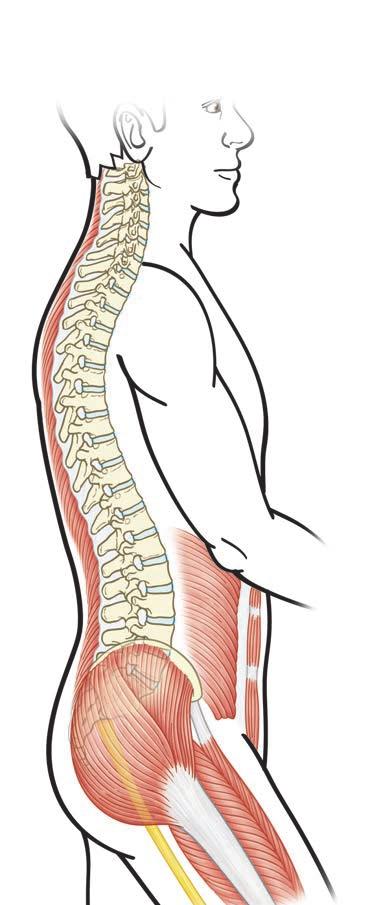 Thoracic curve Cervical curve Lumbar curve Back muscle Abdominal muscle Disk Annulus Nucleus Spinal cord L1 L5 L2 L3 L4 Spinal canal Disk