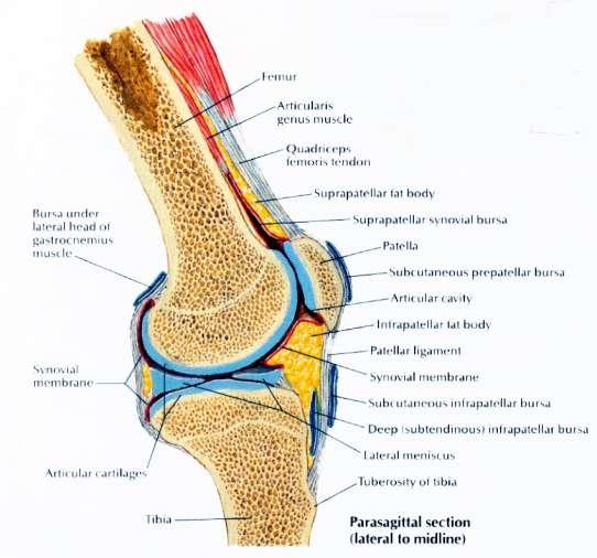 MENISCAL TEAR: ANATOMY Pathology/Anatomy tear of the meniscal cartilage can be traumatic or
