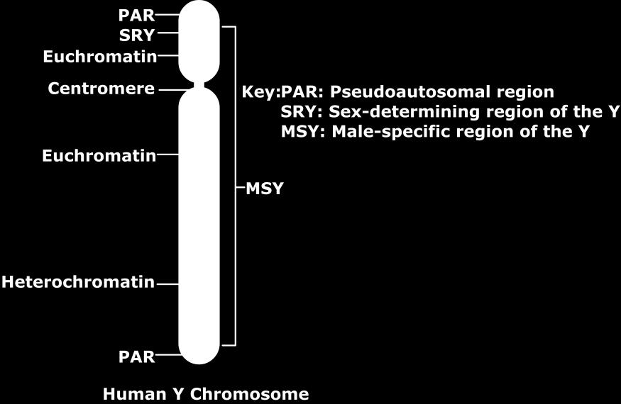 4. Y-chromosome Structure A detailed analysis of the finished reference Y chromosome sequence was described in the 19 June 2003 issue of Nature by researchers from the Whitehead Institute and