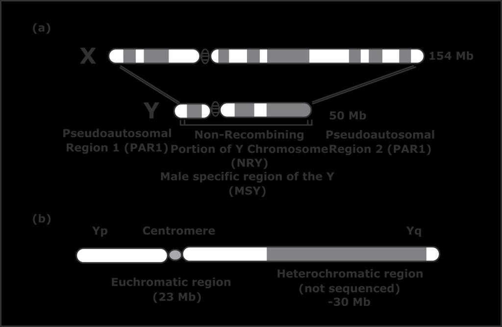 The Y chromosome is highly duplicated either with itself or with the X chromosome. Three classes of sequences have been characterized in the Y chromosome: X-transposed, X-degenerate, and ampliconic.