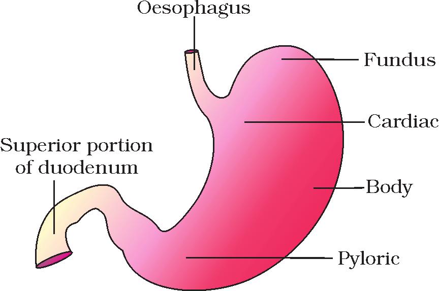 DIGESTION AND ABSORPTION 259 like structure called stomach. A muscular sphincter (gastro-oesophageal) regulates the opening of oesophagus into the stomach.