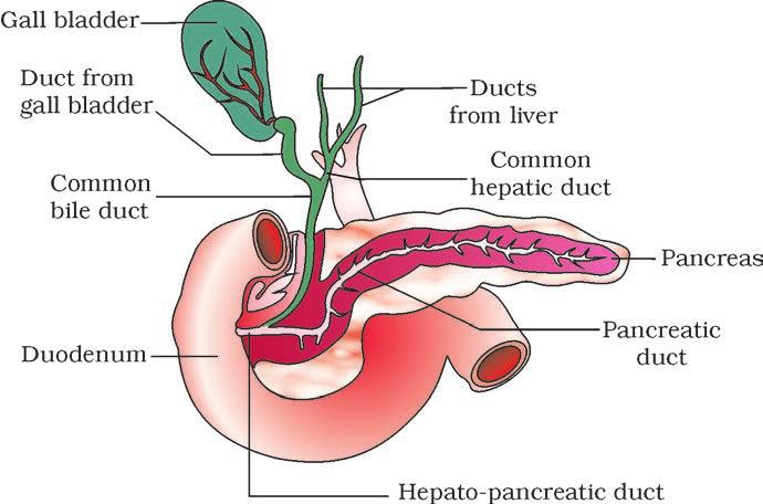 DIGESTION AND ABSORPTION 261 the hepatic duct from the liver forms the common bile duct (Figure 16.6).