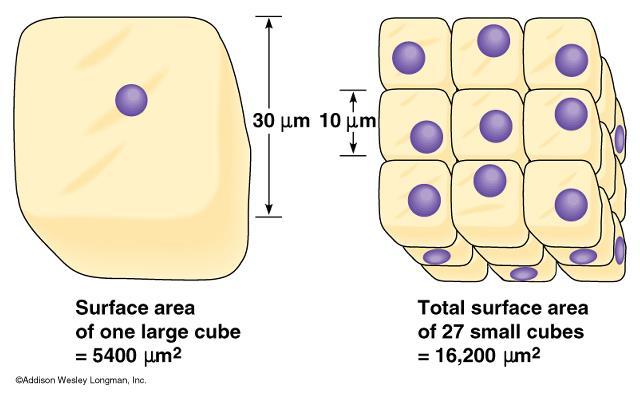 Cell Size Cells are limited in size by the