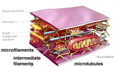 a. Supports and shapes the cell and helps position and transport organelles (microtubules)