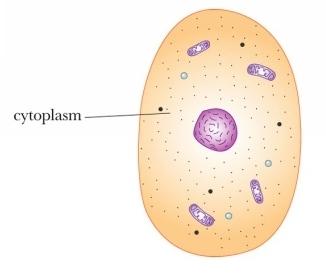 2. cytoplasm- important contributor to cell structure a.