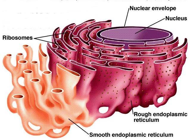 3. Two types of Endoplasmic Reticulum a. Rough ER- studded with ribosomesmakes proteins and lipids b.