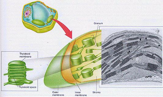 2. Contain thylakoids (disc-shaped sacs) with light-absorbing chlorophyll for photosynthesis.