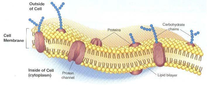 C. Consists of double layer of phosopholipids interspersed with other molecules (proteins and carbohydrates) 1.