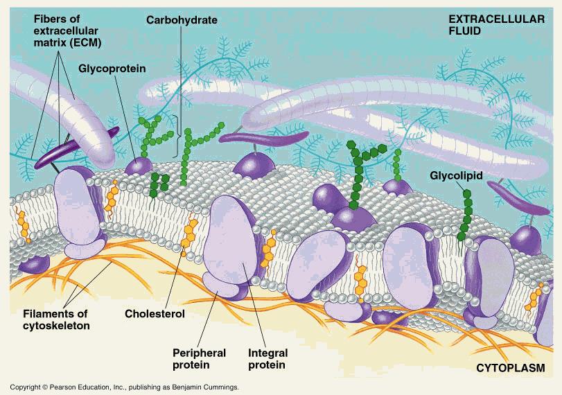 E. Other molecules are embedded with the phospholipid layers 1. Cholesterol molecules strengthen cell membrane 2.