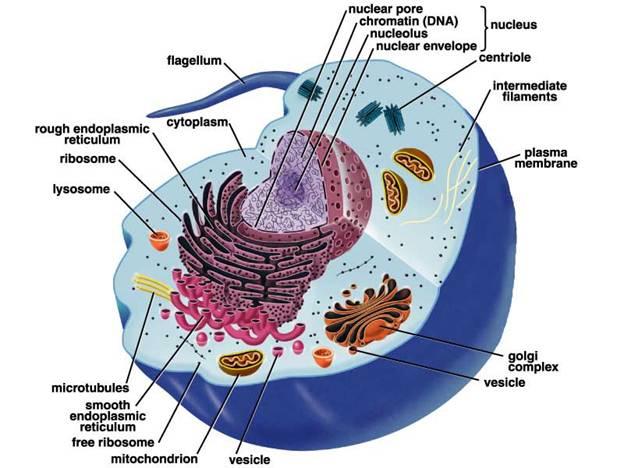 2. Eukaryotic cells- have a nucleus and other membrane