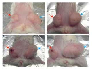 Tumor volume (mm3) Tumor volume (mm3) Adipose derived CD34+ cells promote breast tumor growth in vivo Tumors were bigger when co-transplanted with adipose cells.