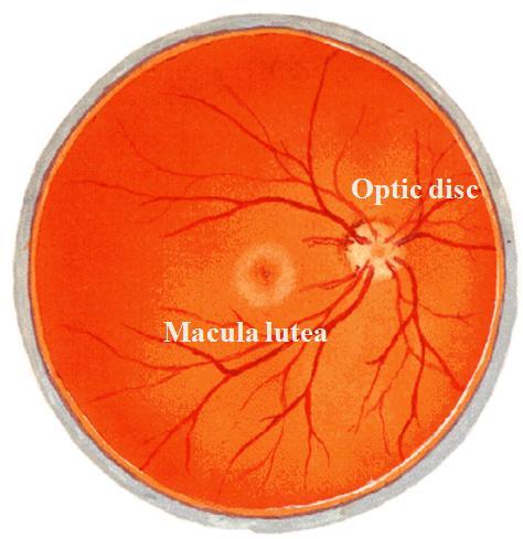 Radial muscles: under the control of sympathetic system and causing dilation of the pupil.