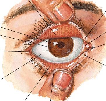 Palpebral Conjunctiva Superior punctum Pupil (seen through transparent cornea) Iris (seen through transparent