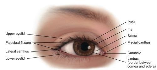 superioris The upper and lower eyelids meet each other at the medial and lateral angles.