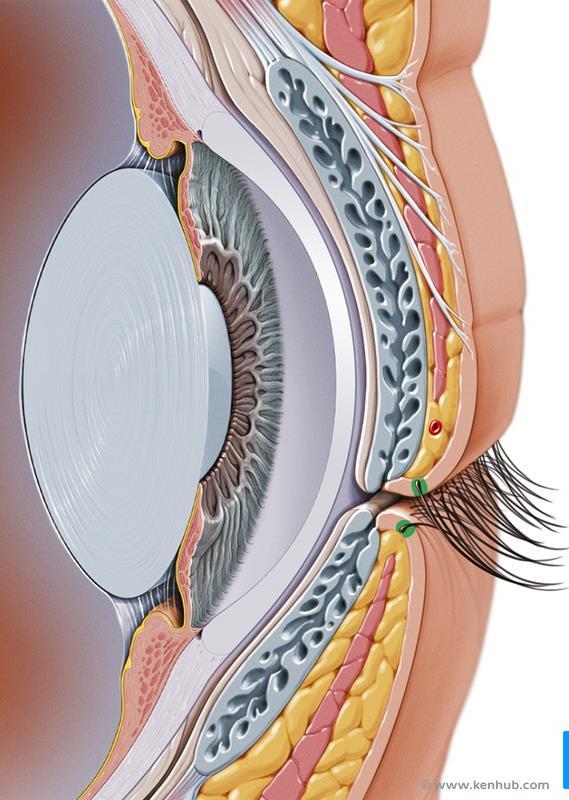 Structure of the eyelids 1-Skin and subcutaneous tissue: - Thin - Only a thin layer of connective tissue (can be easily become oedematous (with fluid or blood)) Contains: The