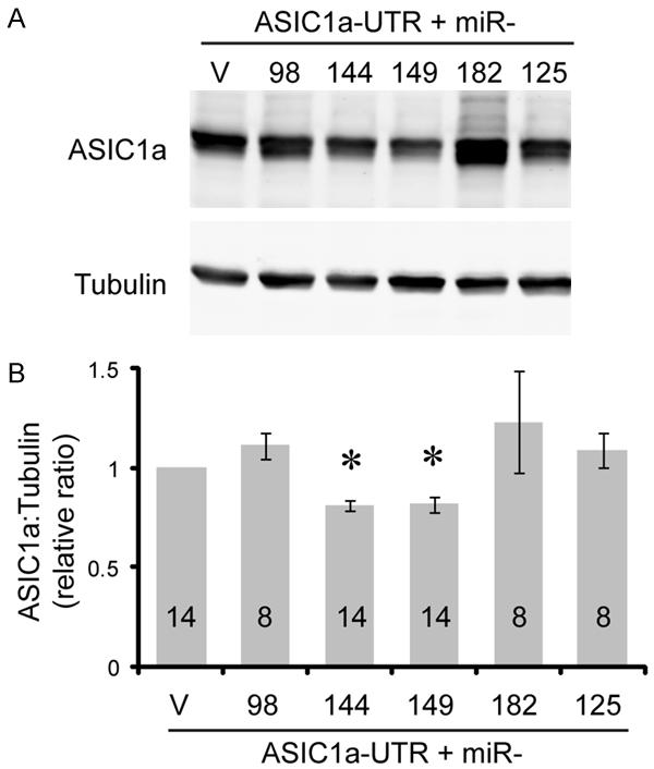 Figure 2. Effect of 30c and Let-7 on ASIC1a expression. CHO cells were transfected with ASIC1a-UTR together with the vector control, or expression constructs for mir-30c or let-7.
