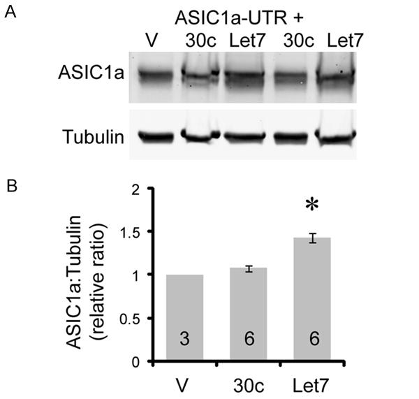 Representative blots and quantification of ASIC1a: tubulin ratio was shown. Asterisk indicates significant (p<0.05, ANOVA with Tukey s post hoc correction) difference from empty vector (V).