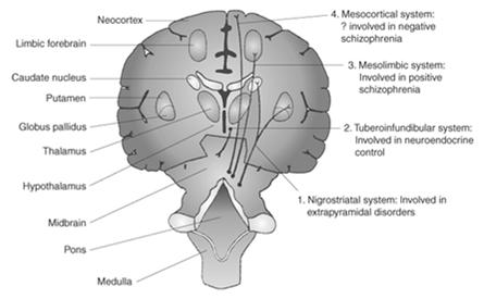 Tract 1: Nigrostriatal tract is involved in movement. Traditional antipsychotic blockade can cause EPSE. Tract 2: Tuberoinfundibular tract modulates pituitary function.