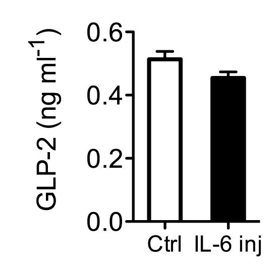 Supplementary Figure 3. IL-6 effects on GLP-2.