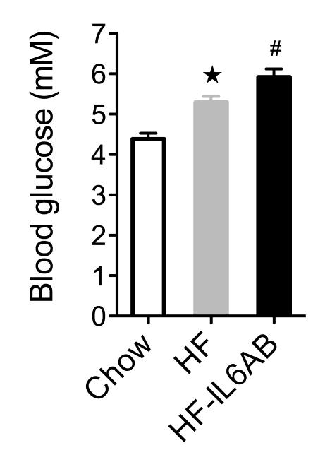 Supplementary Figure 7. IL-6 interventions in high fat (HF) diet fed mice. a b c Supplementary Figure 7. IL-6 interventions in high fat (HF) diet fed mice. (a) Fasting blood glucose.
