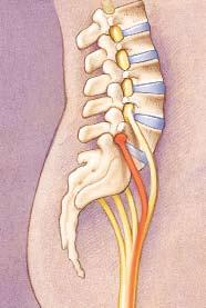 Understanding Anatomy Learn more about your back anatomy. That way, you can understand how an injection can help relieve or locate your pain. Vertebrae are the bones that stack up to form the spine.