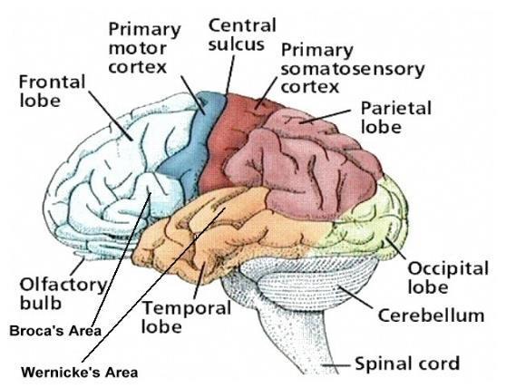 Seizure semiology Depends on focus Major lobes