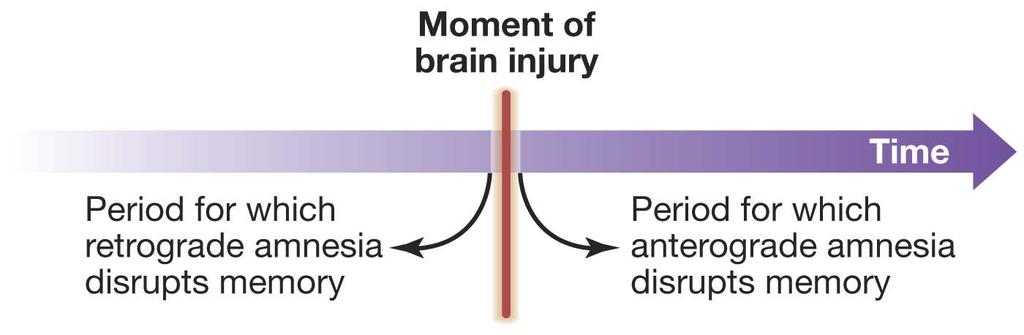 Causes of Amnesia Bilateral damage to the medial temporal lobes (including the hippocampus) inability to make new memories (anterograde amnesia) partial retrograde amnesia (period just before damage)