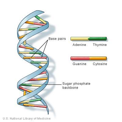 Introduction to the Genetics of Complex
