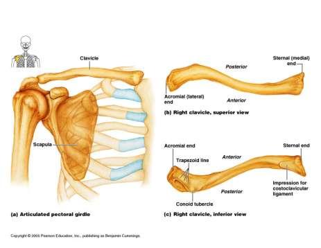 ترقوه Clavicle Paired Clavicle-anteriorly Sternal end articulates with sternum (manubrium) Acromial end articulates acromial
