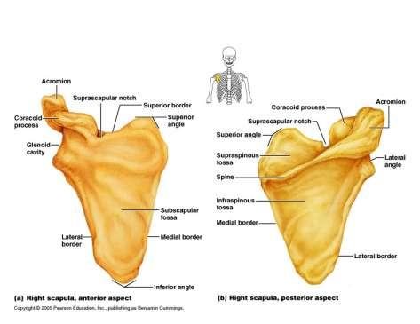 (كتف) Scapula Scapula-superiorly Between rib #2 superiorly and rib #7 inferiorly 3 borders and 3 angles Projections: Spine