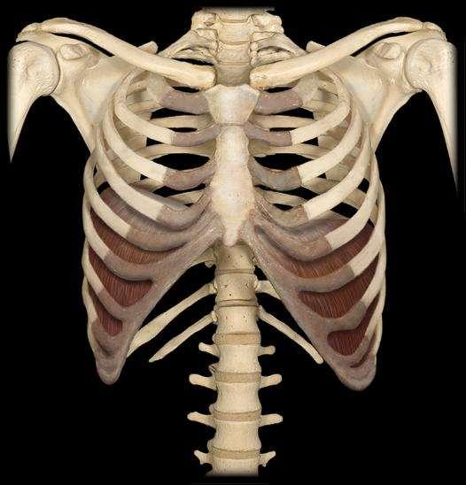 Skeletal System (Skeleton)
