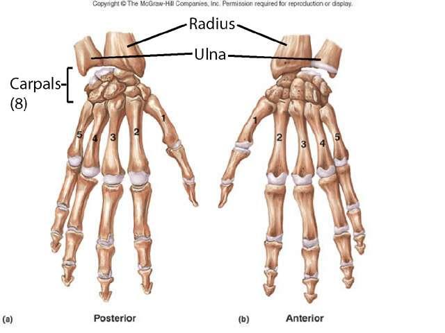 Wrist and Hand Wrist 8 carpal bones (Scaphoid, lunate, Triquetrum, pisiform, Trapezium, Trapezoid,