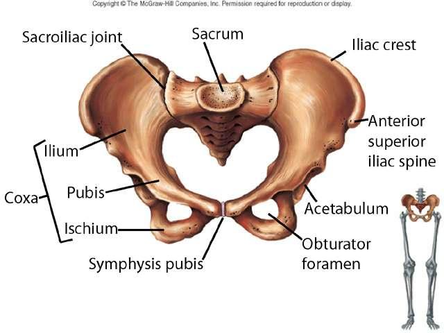 لگن Pelvis Hip bone: Right and Left