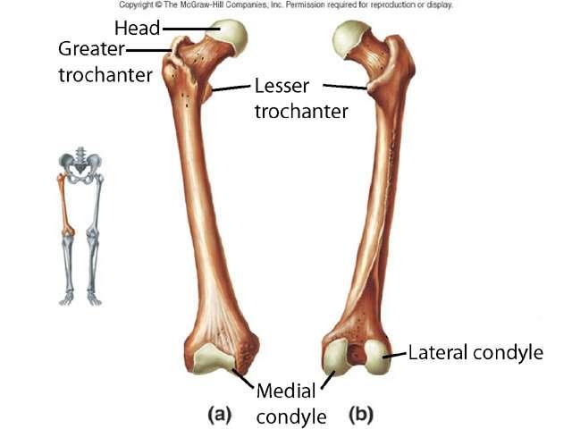 Thigh ران Femur Head Neck Trochanters Greater and lesser Condyles Medial and lateral