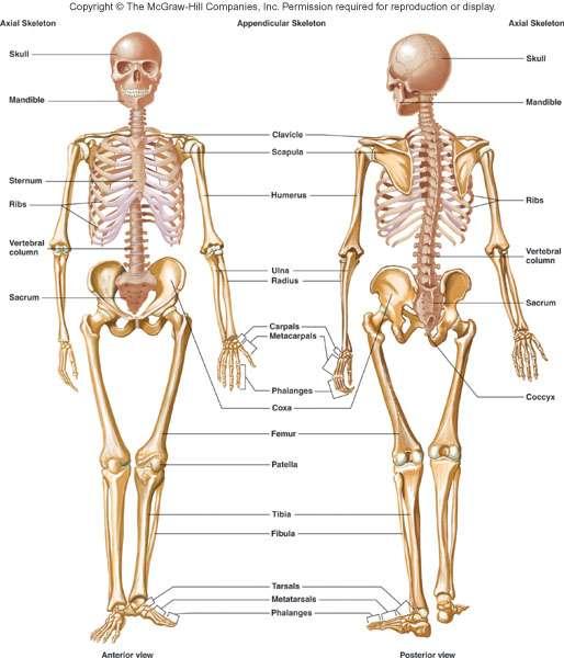 The Complete Skeleton Axial skeleton Skull Hyoid bone Vertebral column Thoracic