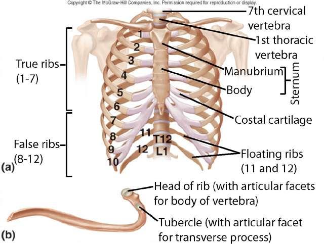 قفسه سینه:دنده ها و جناق Parts Thoracic vertebrae Ribs (12 pair) 7 True or 3 False 2