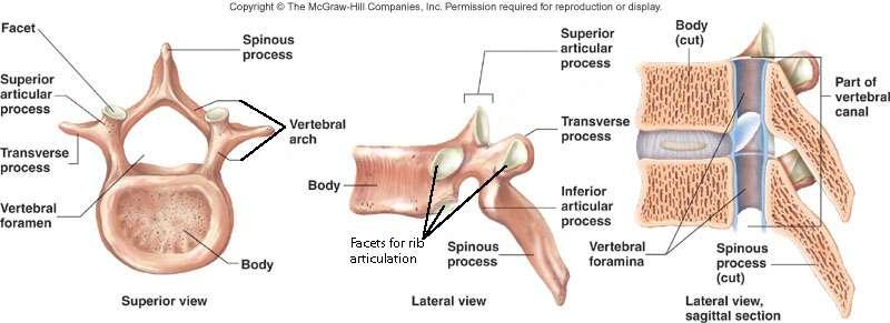 Vertebra Parts: Body Vertebral foramen Vertebral arch Superior and inferior articular
