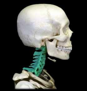 Cervical Vertebrae Atlas First vertebra yes motion Axis Second